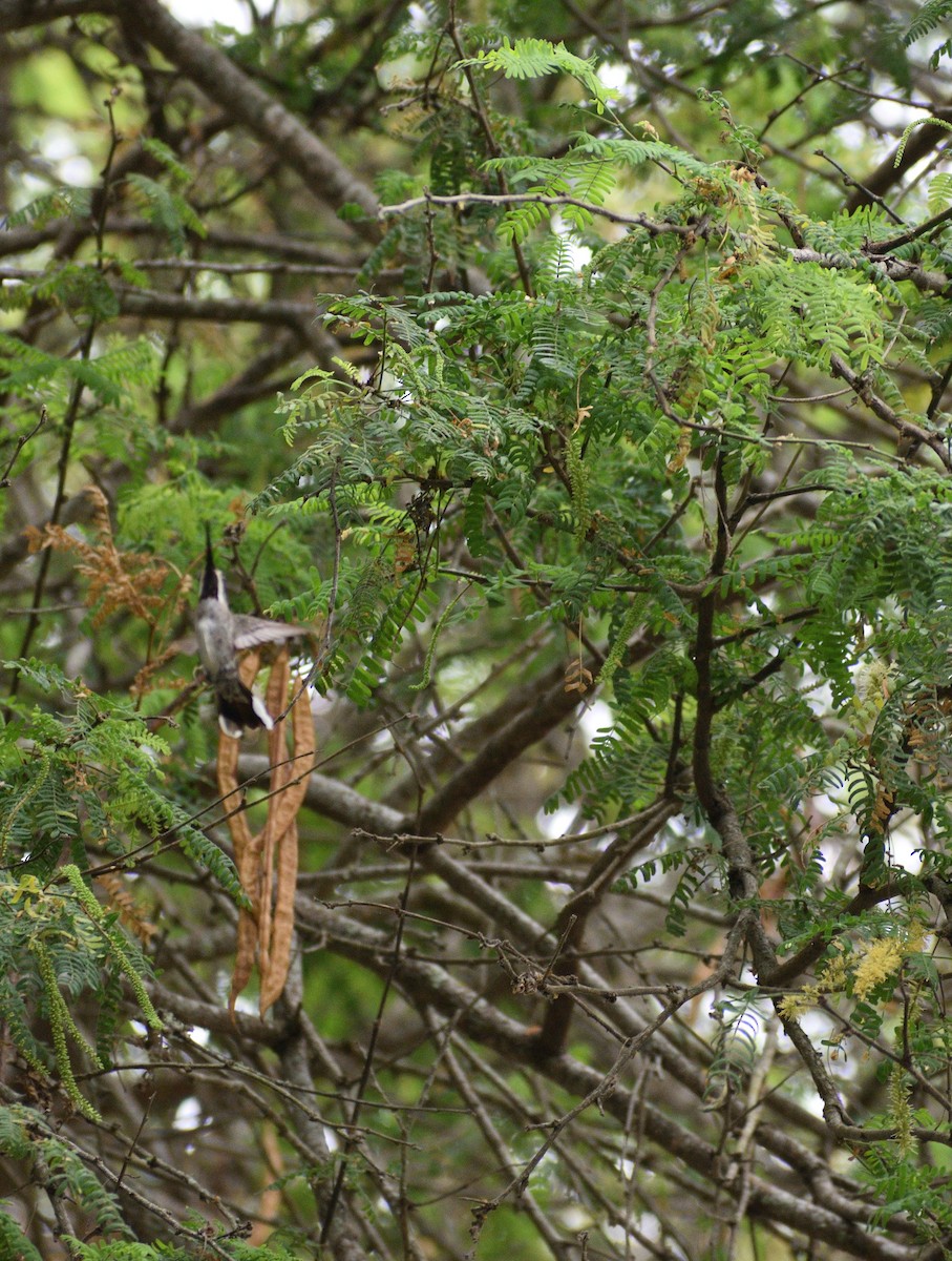 Long-billed Starthroat - ML515613241