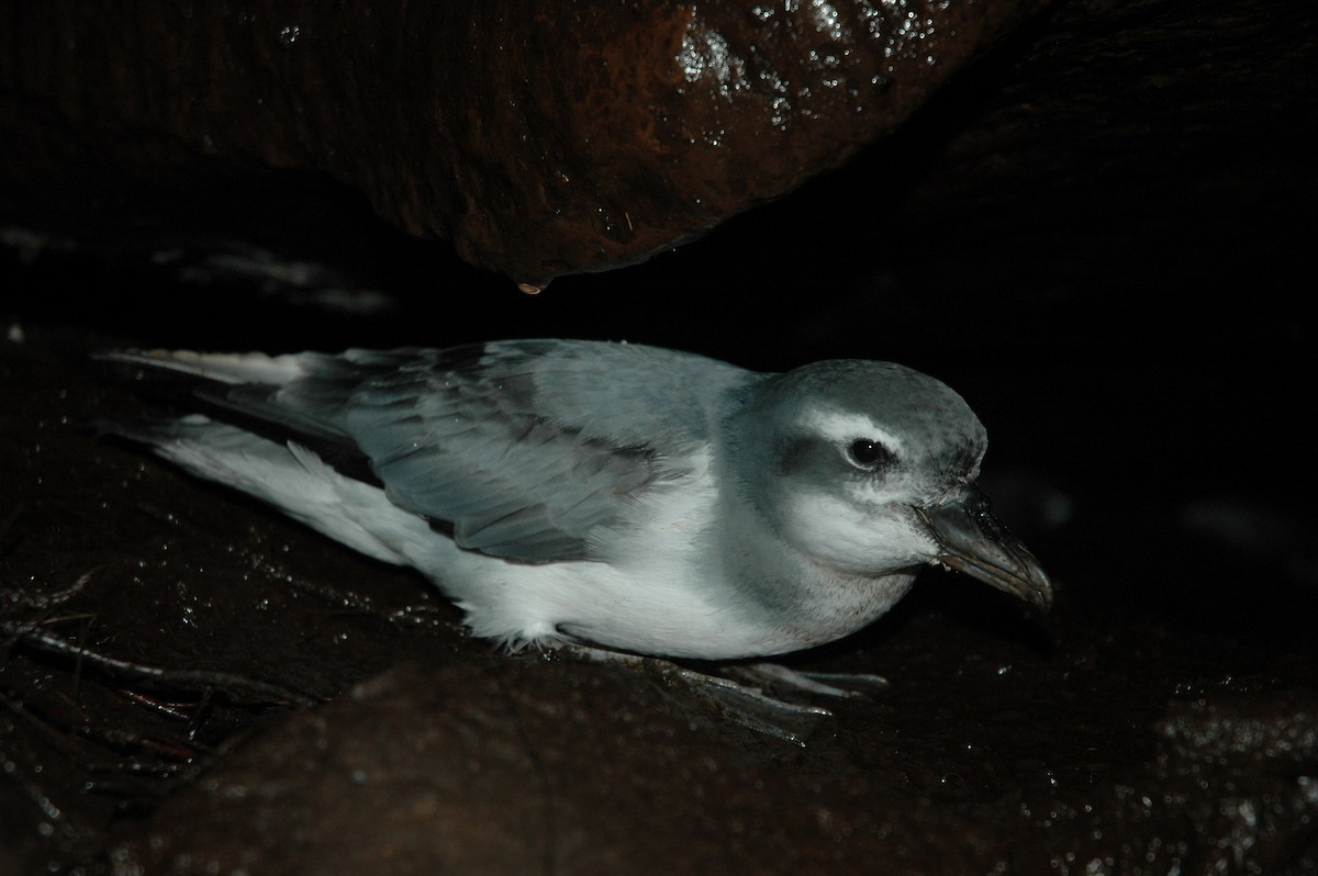 Broad-billed Prion - ML51561331