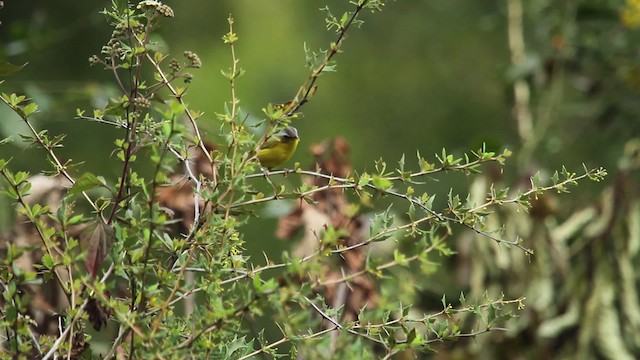 Gray-hooded Warbler - ML515614