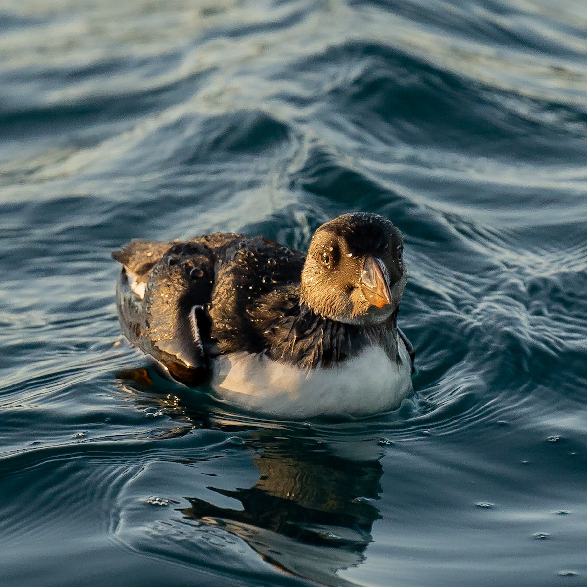 Papageitaucher - ML515614851