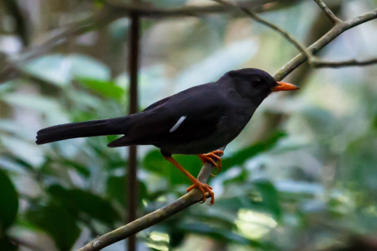 White-chinned Thrush - ML51561501