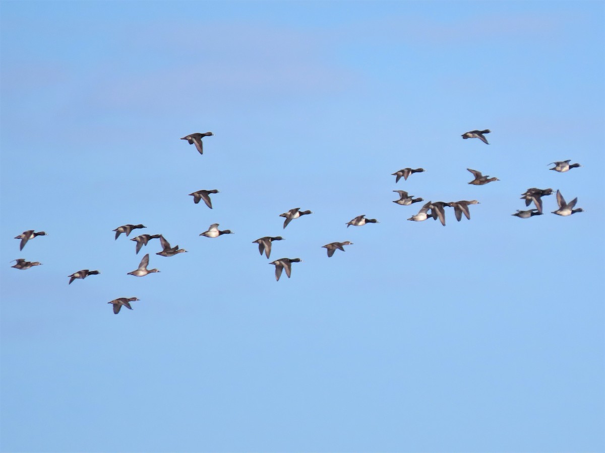 Ring-necked Duck - ML515615291