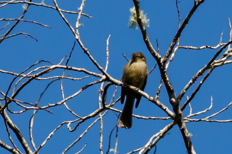 Jamaican Pewee - ML51561661