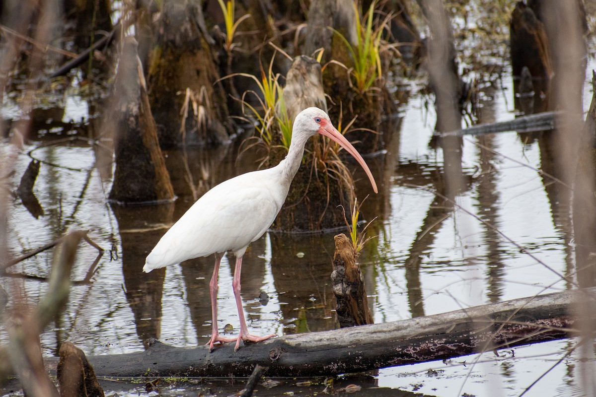 White Ibis - ML515616621