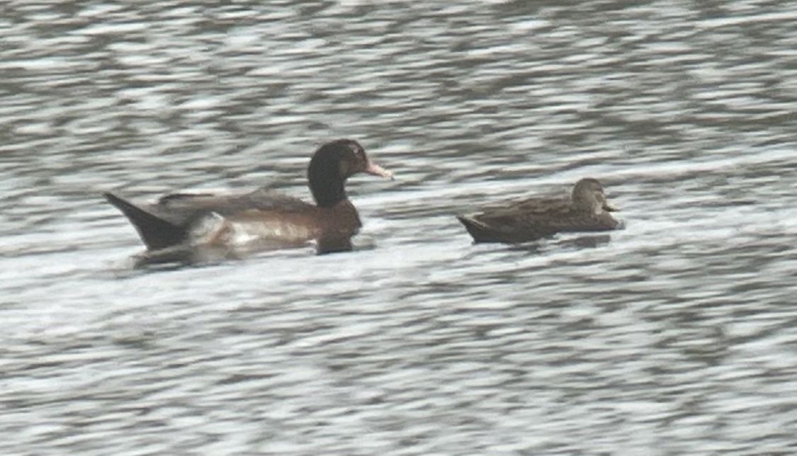 duck sp. - ML515617301