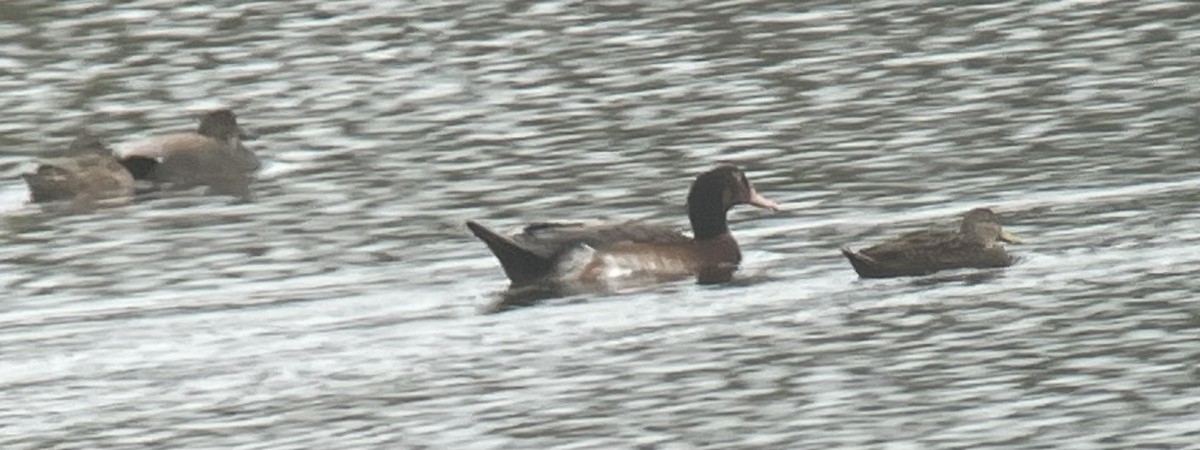 duck sp. - ML515617311