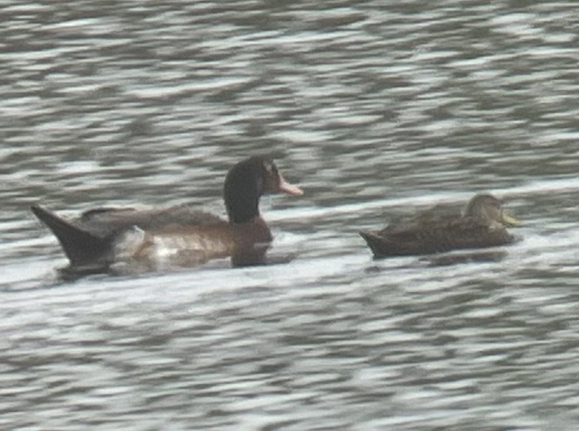 duck sp. - ML515617321