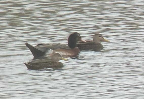 duck sp. - ML515617331