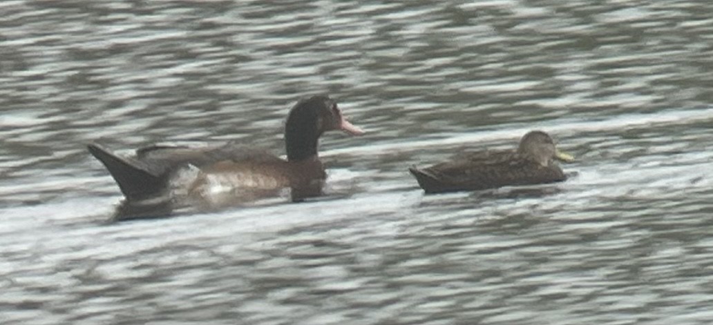 duck sp. - ML515617341