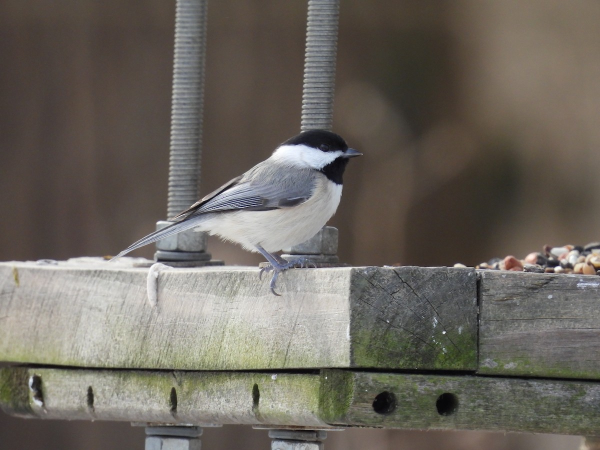 Carolina Chickadee - ML515617731