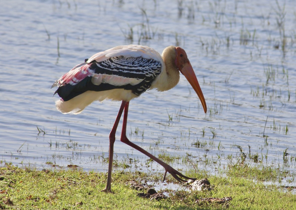 Painted Stork - ML515617801