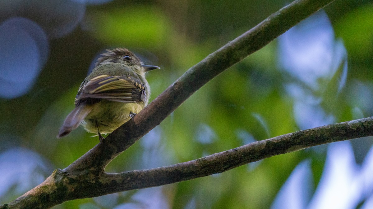 Sepia-capped Flycatcher - Javier Cotin