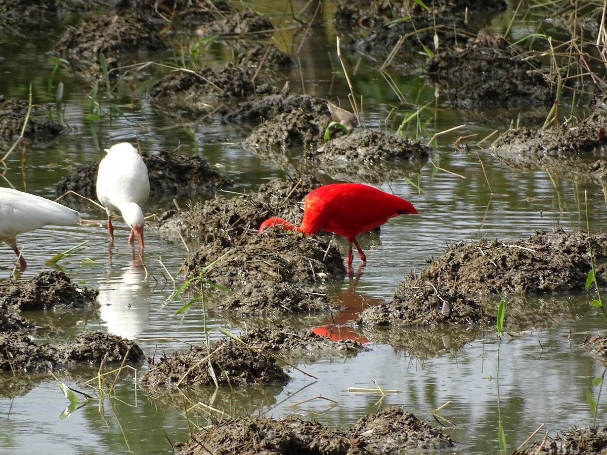 Scarlet Ibis - Ruber ledesma ruiz