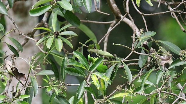 Blue-winged Leafbird - ML515619551