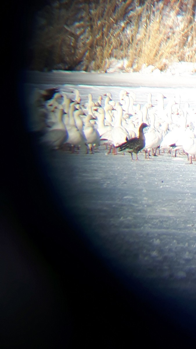 Pink-footed Goose - Patrick Laniel