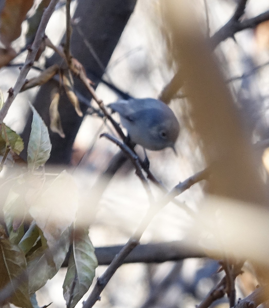 Blue-gray Gnatcatcher - ML515620421