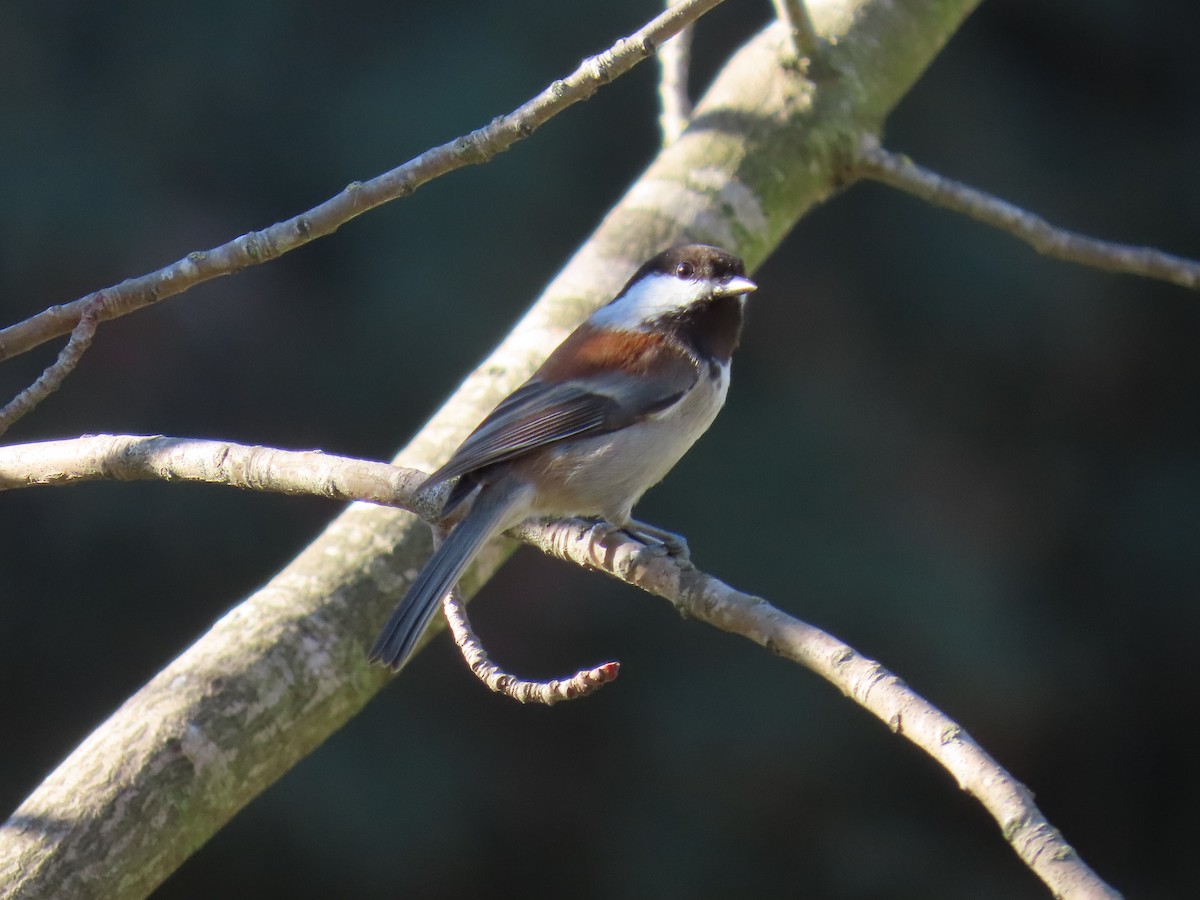 Chestnut-backed Chickadee - Gayle Dangers-Meusel