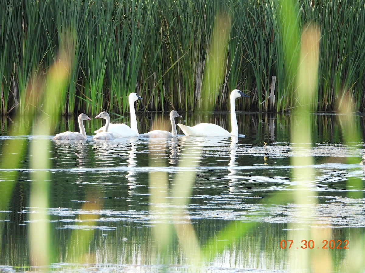 Cygne trompette - ML515620961