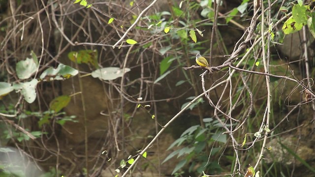 Gray-headed Canary-Flycatcher - ML515621