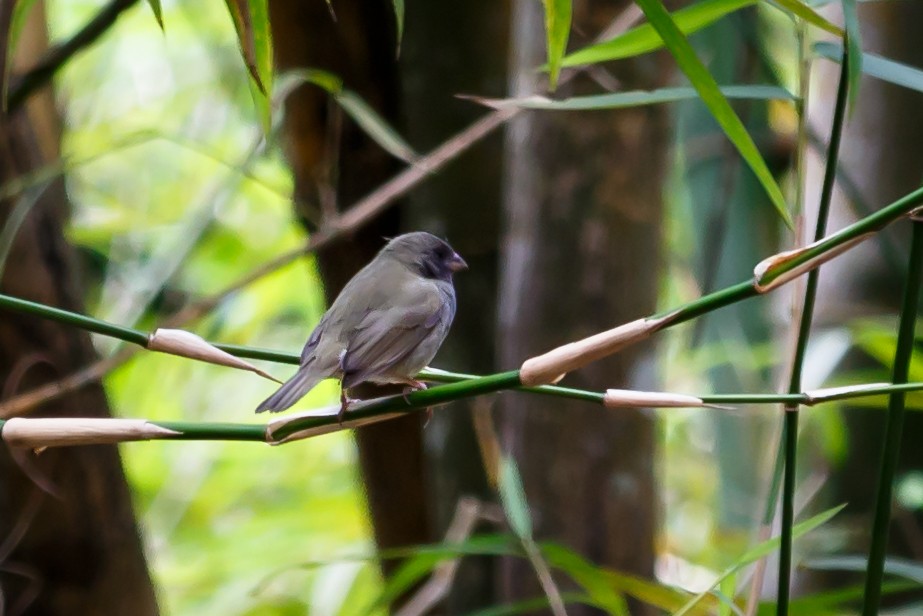 Black-faced Grassquit - ML51562101