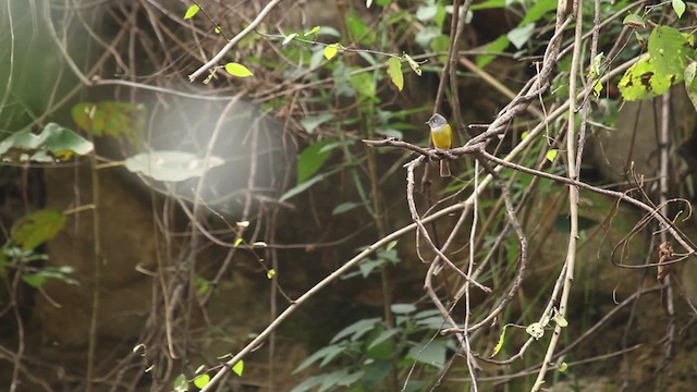 Gray-headed Canary-Flycatcher - ML515622