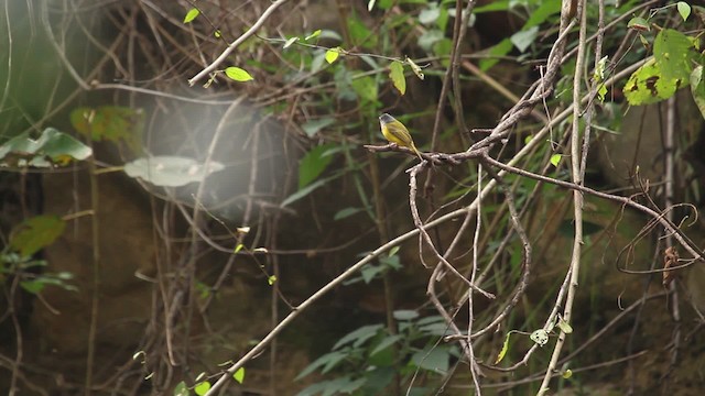 Gray-headed Canary-Flycatcher - ML515623