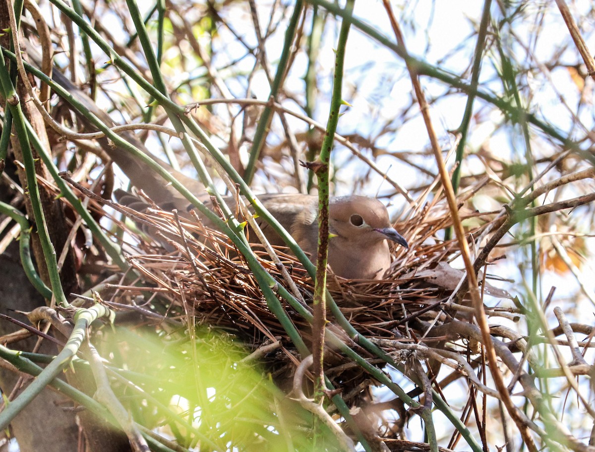Mourning Dove - ML51562301