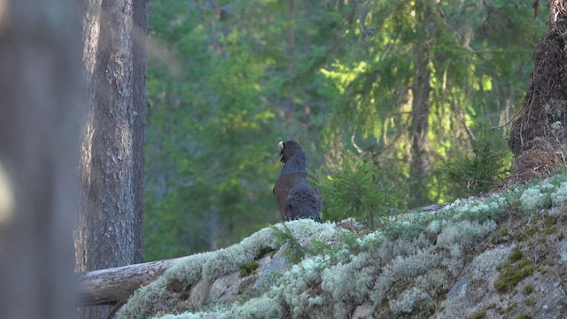 Western Capercaillie - ML515623051