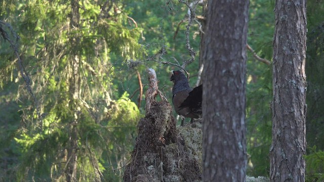 Western Capercaillie - ML515623401