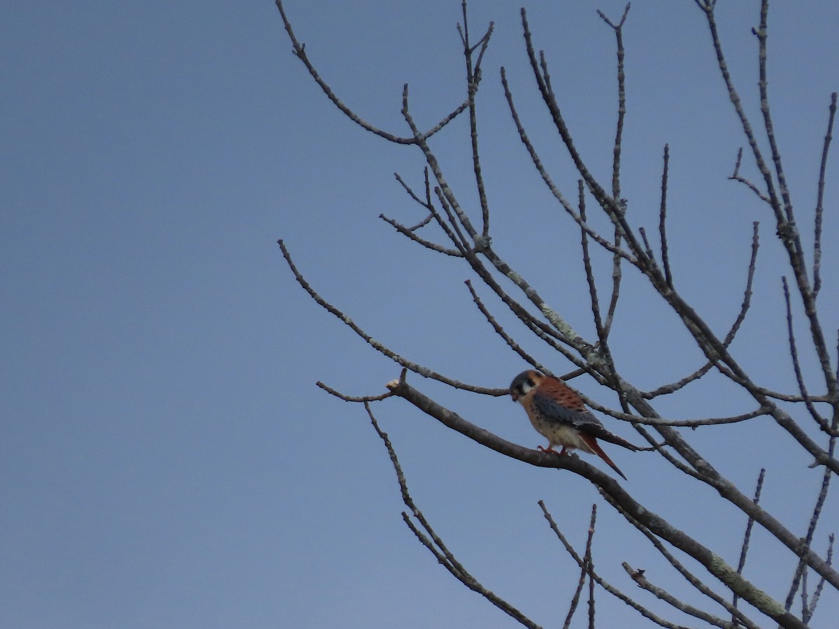 American Kestrel - ML515623431