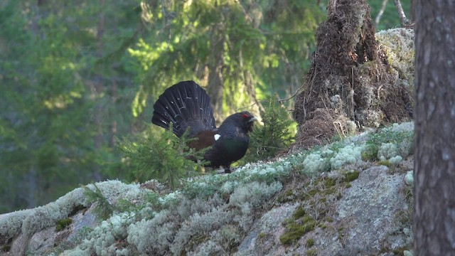 Western Capercaillie - ML515623971