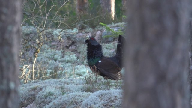 Western Capercaillie - ML515624201