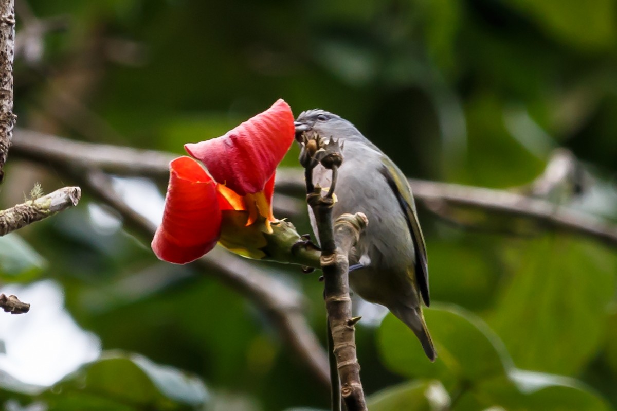 Jamaican Euphonia - ML51562431