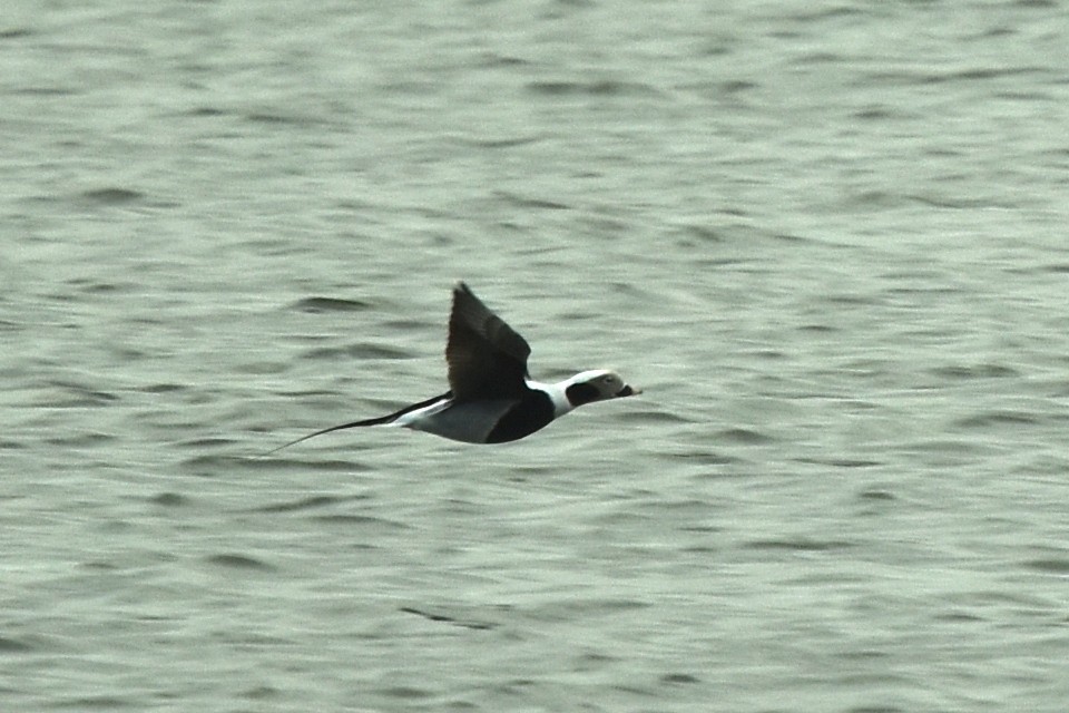 Long-tailed Duck - ML515625071