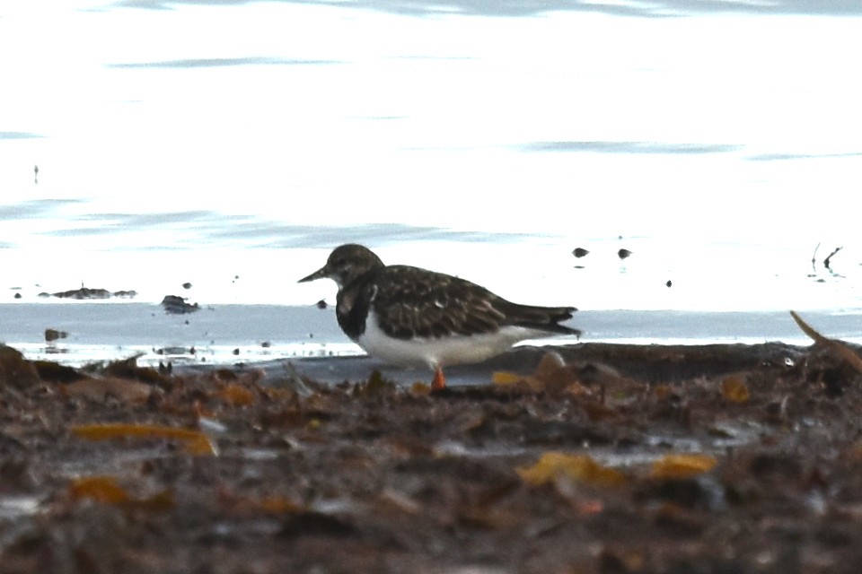 Ruddy Turnstone - ML515625201