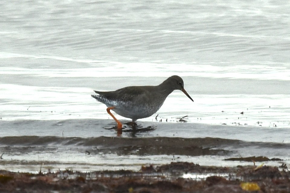 Common Redshank - ML515625221