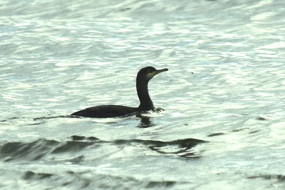 European Shag - ML515625341