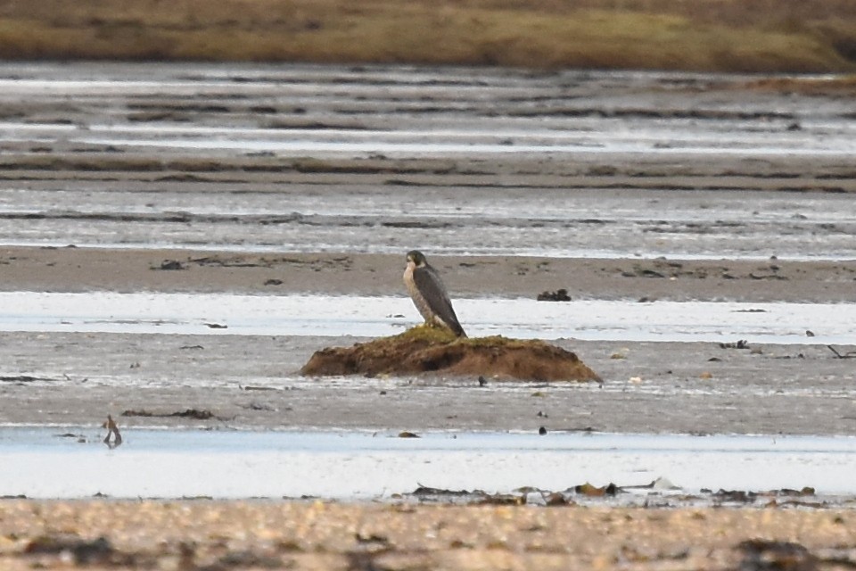 Peregrine Falcon - ML515625351