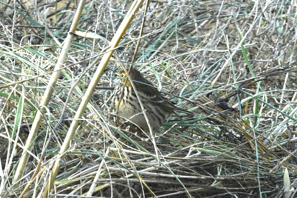 Meadow Pipit - Blair Whyte