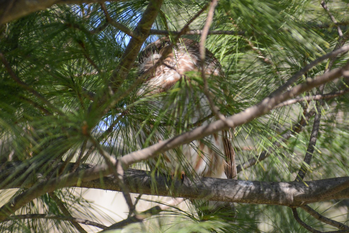 Northern Saw-whet Owl - ML515625461