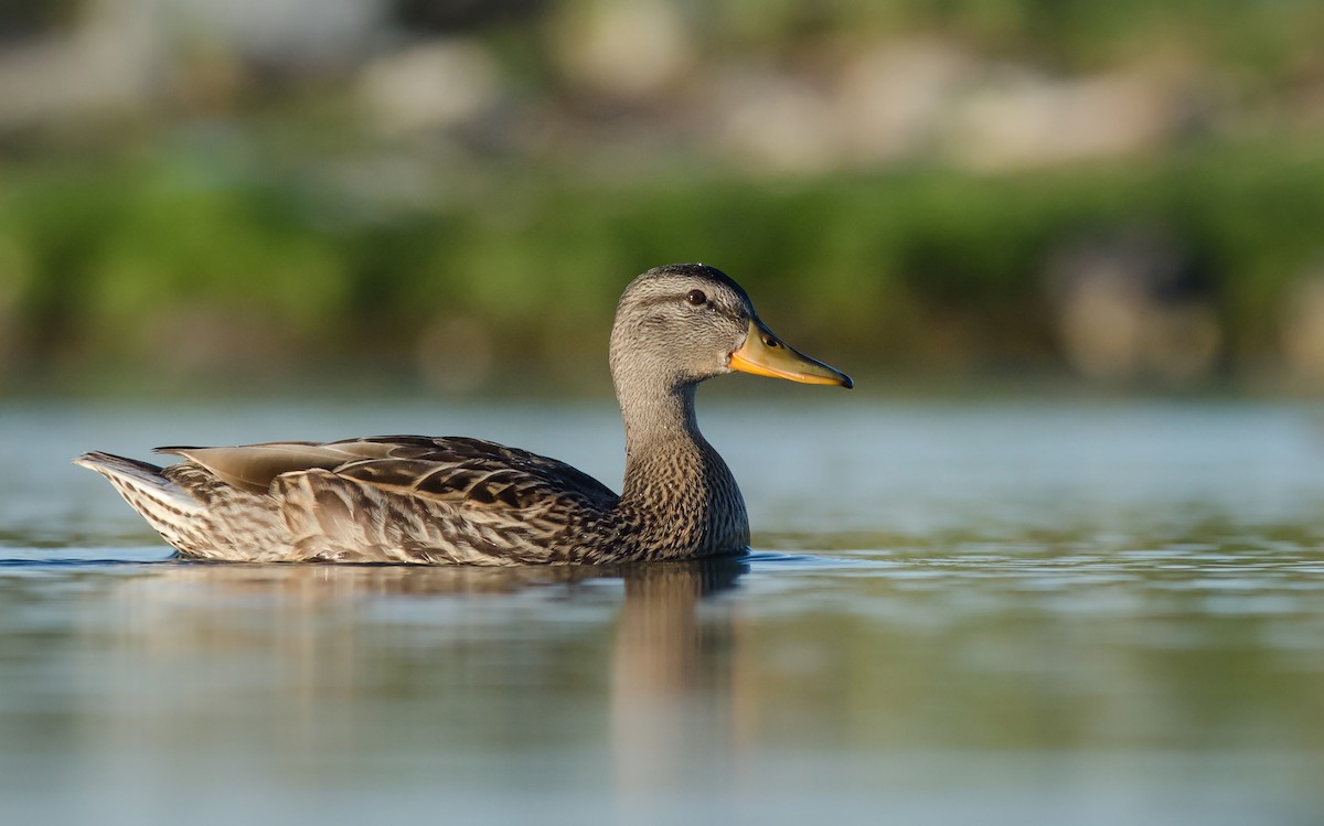 Mallard - Alix d'Entremont