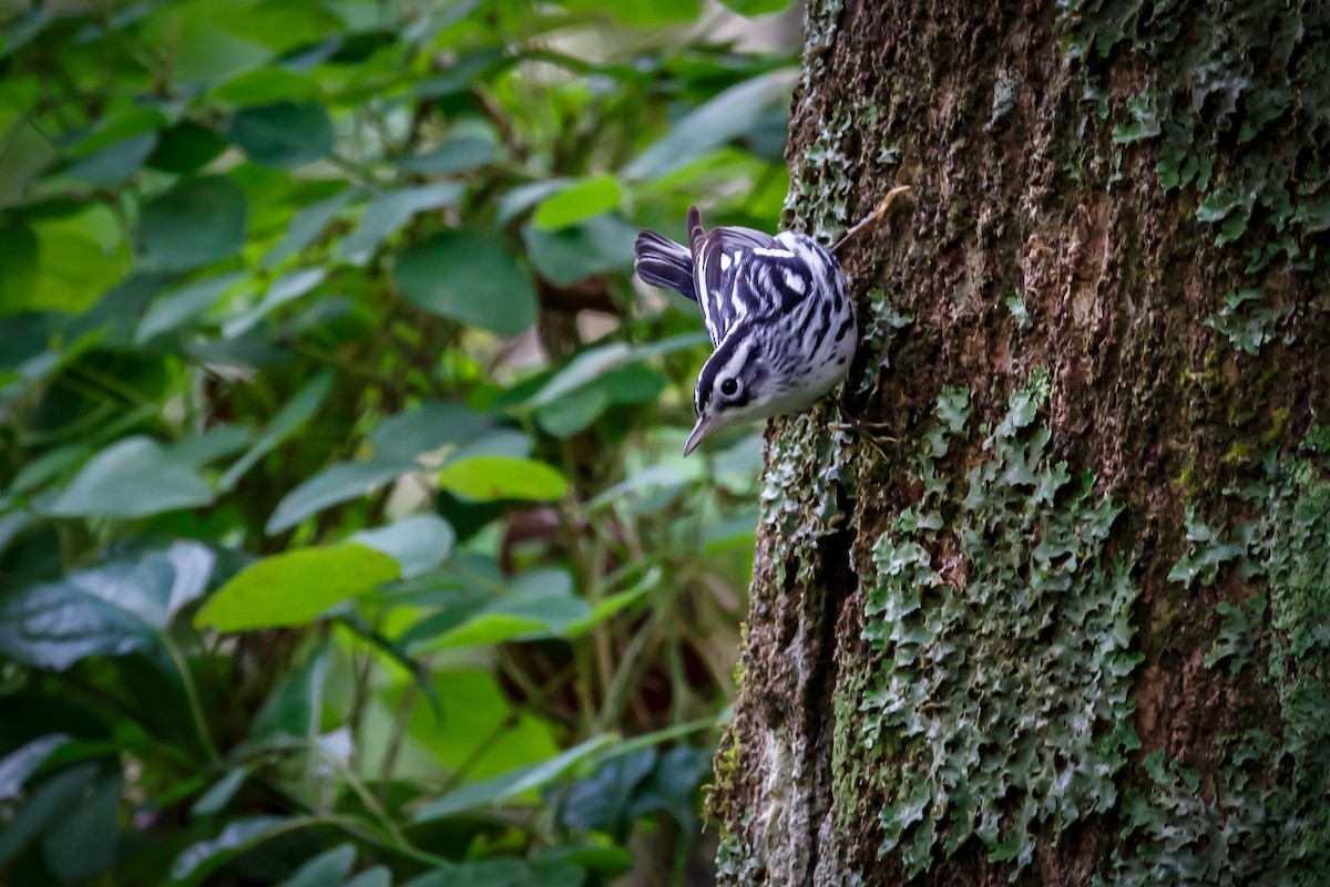 Black-and-white Warbler - Carole Rose