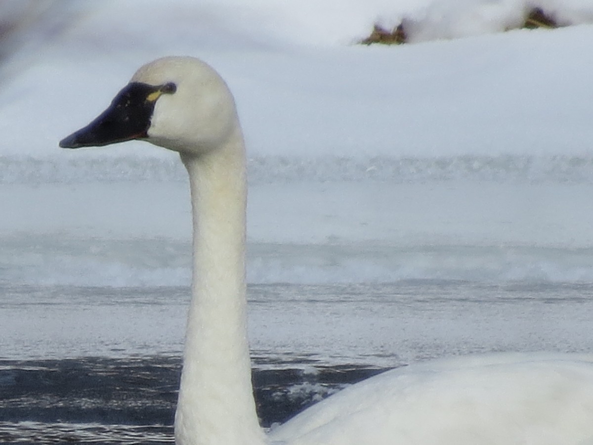 Tundra Swan - ML515627131