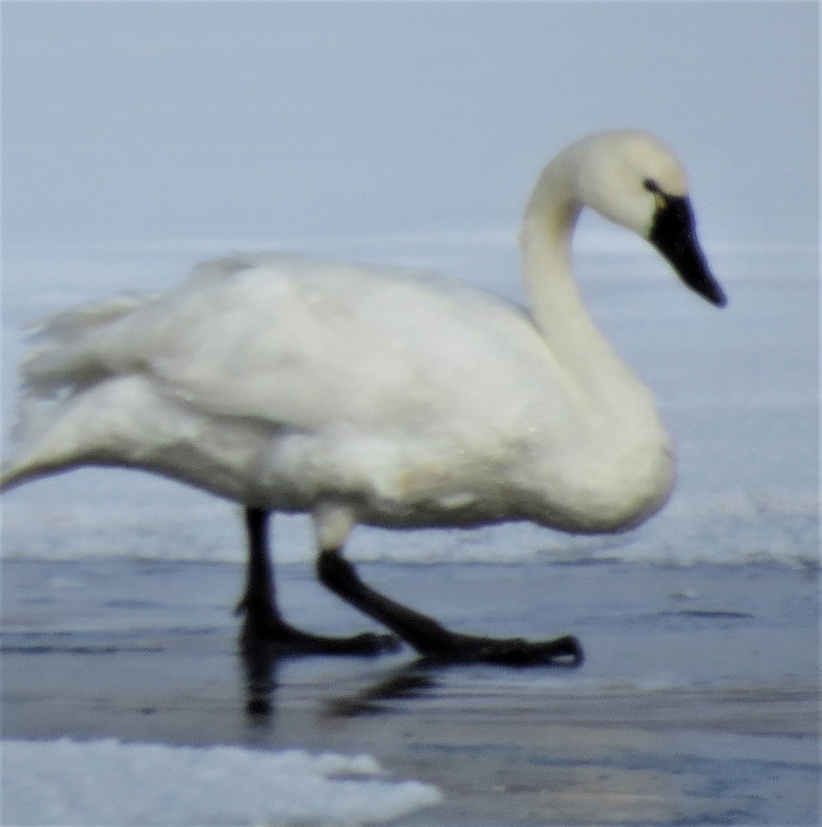Tundra Swan - ML515627151
