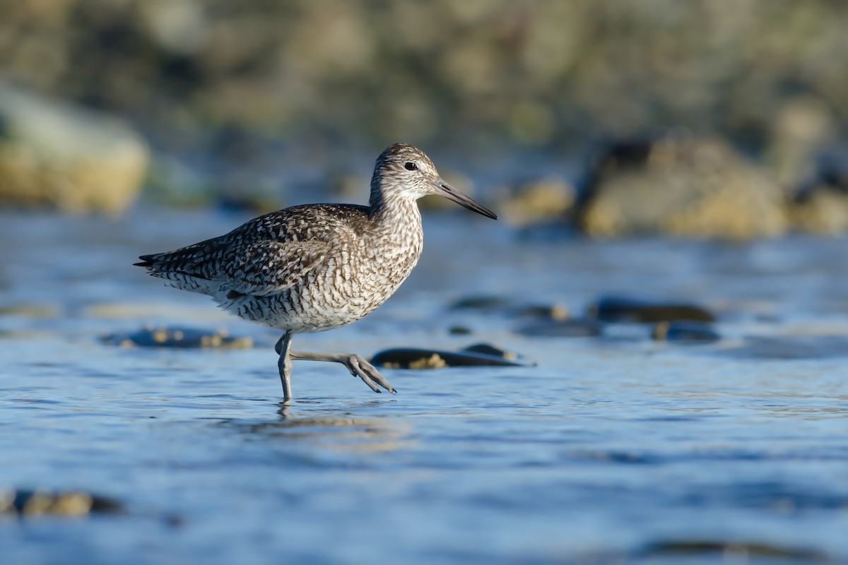 Willet - ML51562781