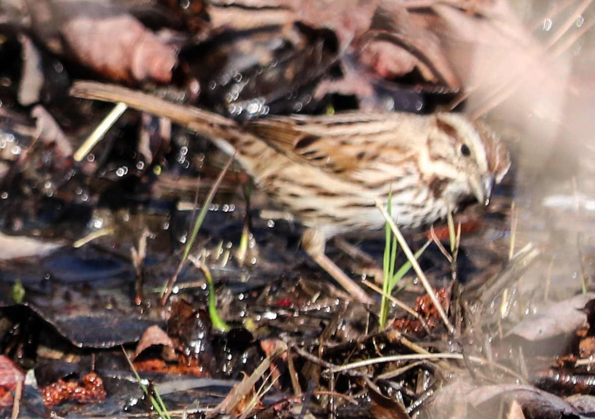 Song Sparrow - ML51562791