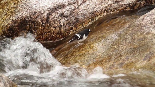 Little Forktail - ML515628