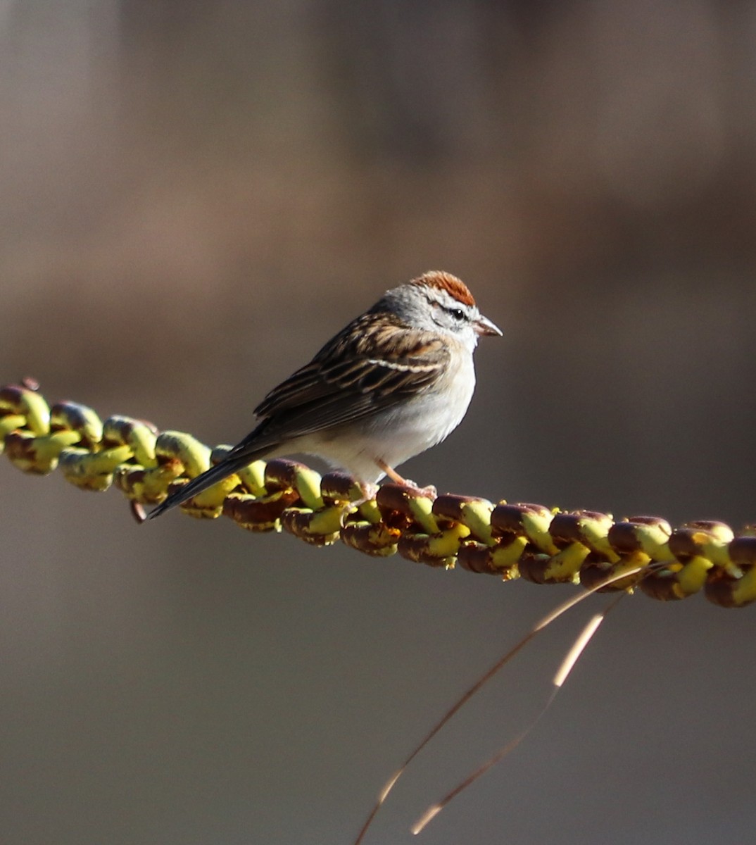 Chipping Sparrow - ML51562861