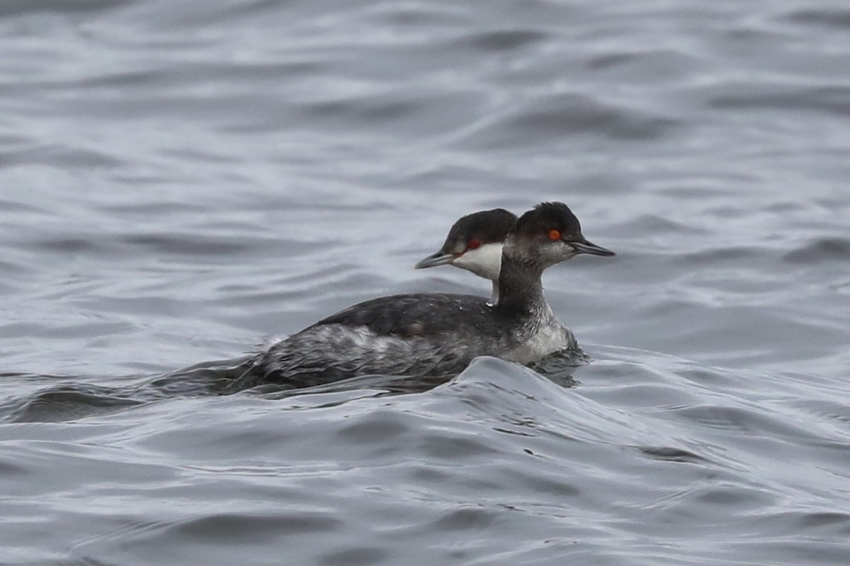 Eared Grebe - Amy Davis