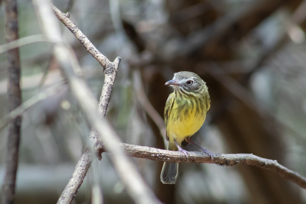 Stripe-necked Tody-Tyrant - Francisco Valdevino Bezerra Neto